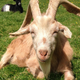 Image for article titled Goats Do Not Like Your Grumpy Face